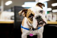 Staff look to work ‘Ca-nine to five’ as popularity of office pets grows